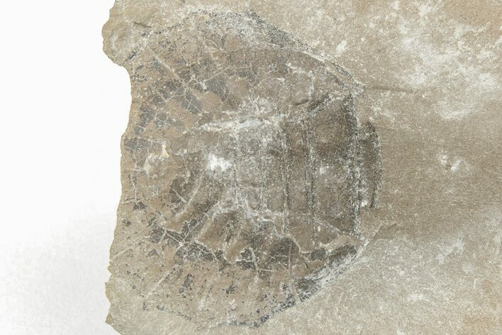 Rare, Carboniferous Spider (Maiocercus) Abdomen With Pos/Neg - England #206780